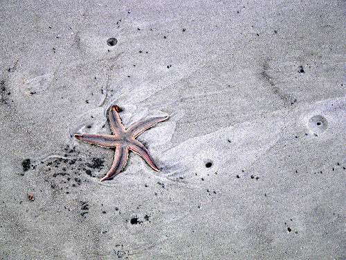 HHStarfish