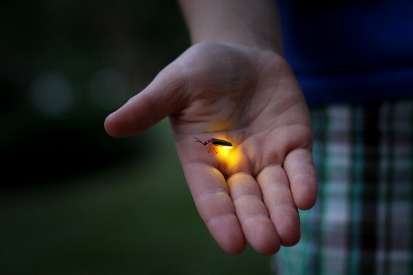 Firefly