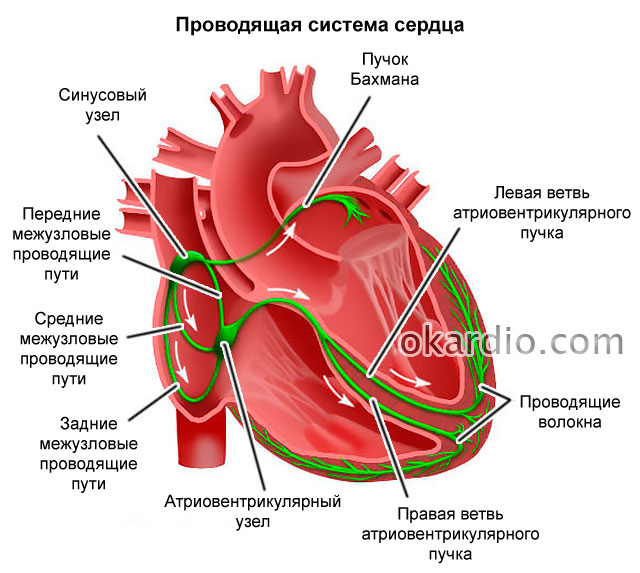 Overview of calcium channel blockers: a general description, types of drugs of the group