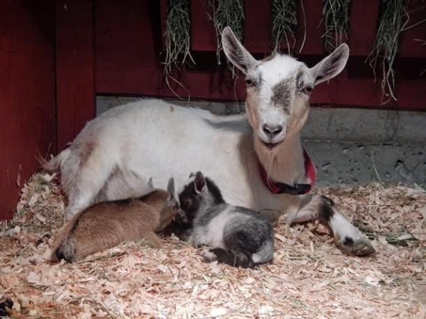 Beacon Hill Children's Farm FB side geder