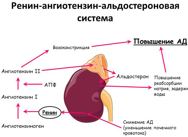 Kdy a proč jsou ACE inhibitory používány, seznam léků